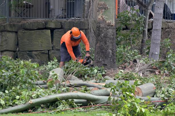 North Bend, WA Tree Service Company